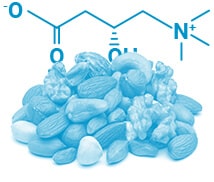 l-carnitine1